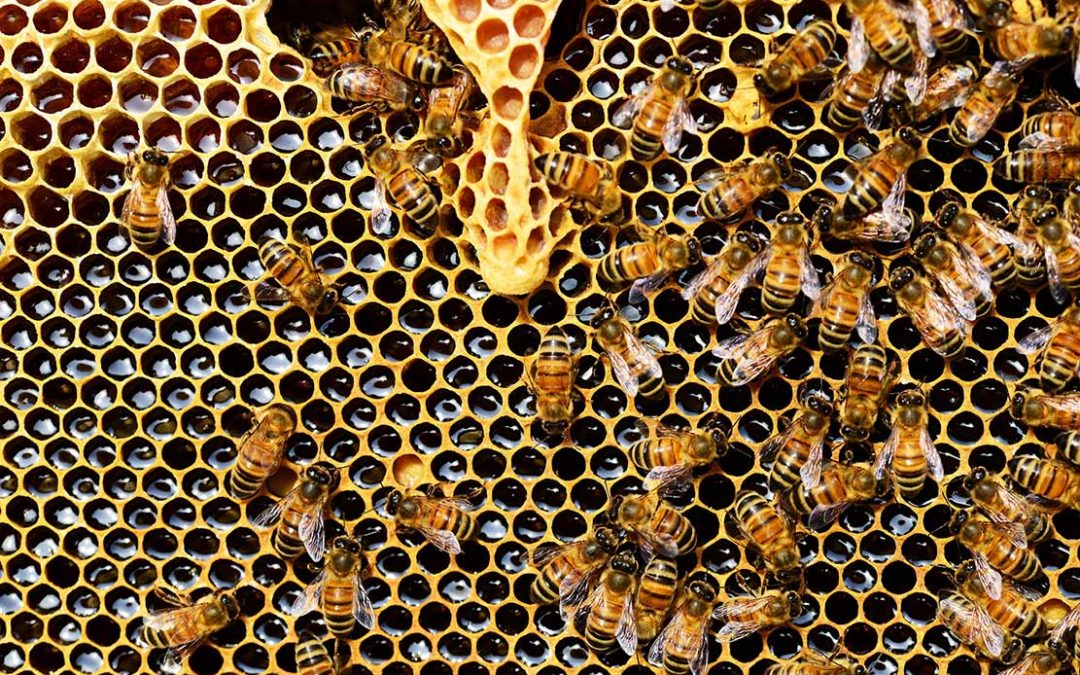 Cómo las abejas ayudan en el control de plagas natural