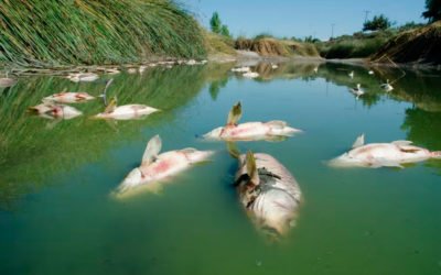 Gestión de residuos animales
