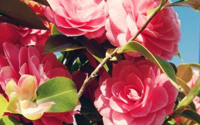 Control plagas forestales y agrícolas