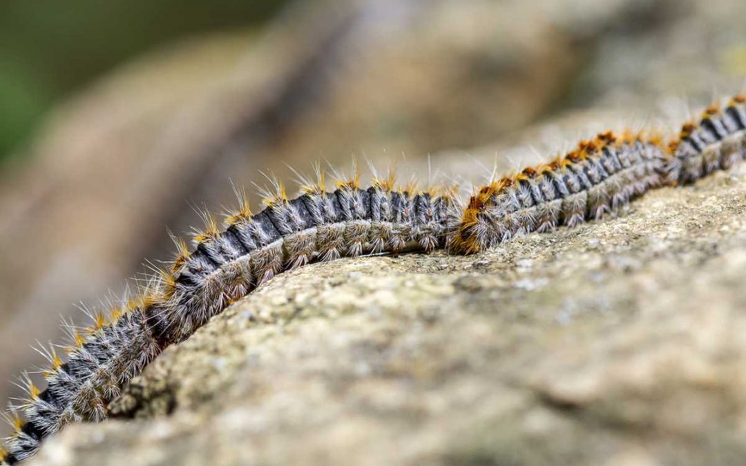 Plaga de orugas procesionarias