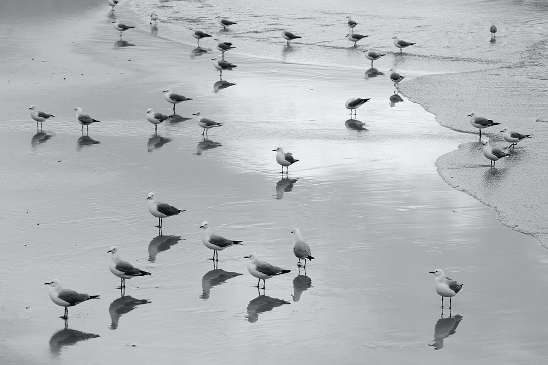 plaga de gaviotas