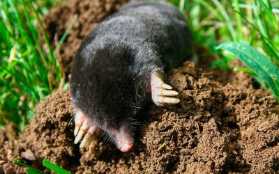 Plaga de topillos métodos de control