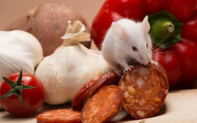 El control de plagas en restaurantes