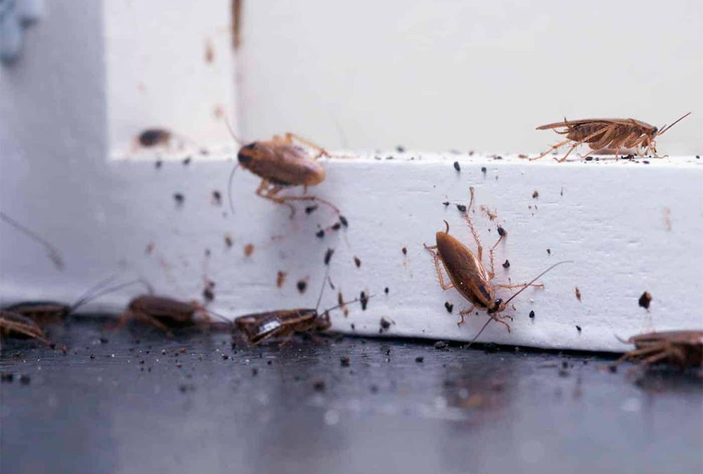 Cómo eliminar cucarachas en mi casa de A Coruña