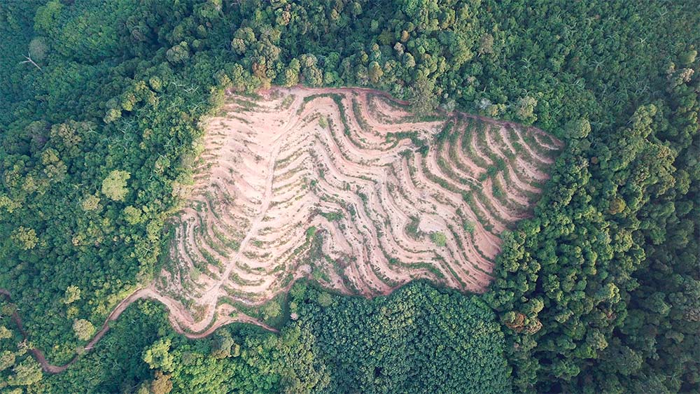 Deforestación: la gran enemiga de los bosques Gallegos