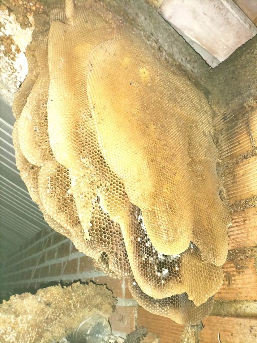 colmena nido de abeja en galpón
