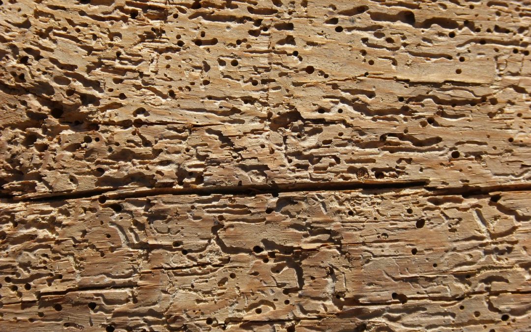 ¿Carcoma en A Coruña? Tu solución es este tratamiento a bajo precio