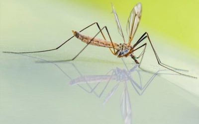 VIII Congreso Europeo sobre Control de Mosquitos