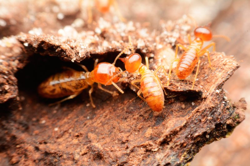 Plagas de termitas en Galicia y cómo acabar con ellas para siempre