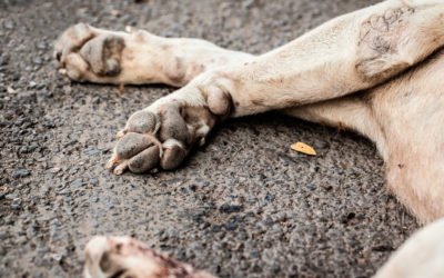 El servicio de recogida de animales muertos en Galicia