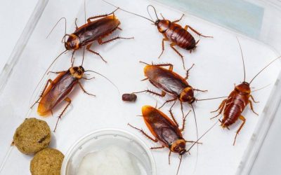 Tipos de Cucarachas en España