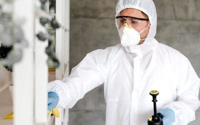 Control de plagas en otoño en Galicia: cómo prevenir infestaciones antes del invierno