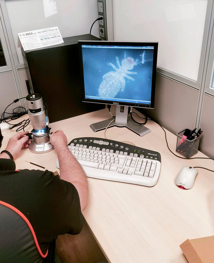 Análisis para determinar tipo de plaga