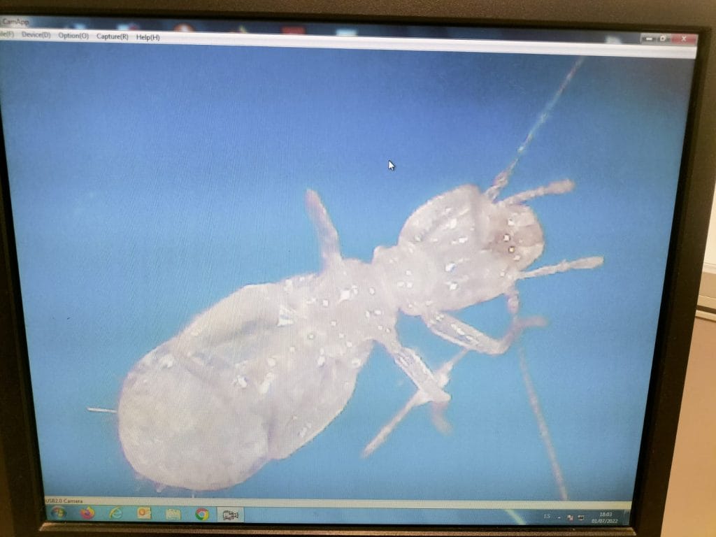Primer plano de pantalla mostrando la identificación de una especie de insecto capturado en entorno sanitario