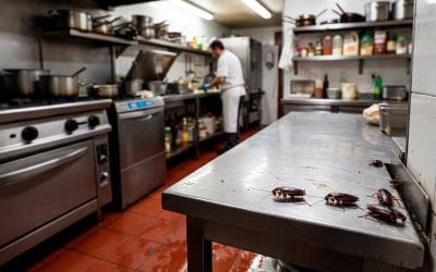 Cómo eliminar cucarachas en Pontevedra