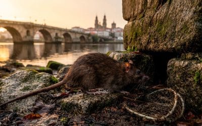 Ratas